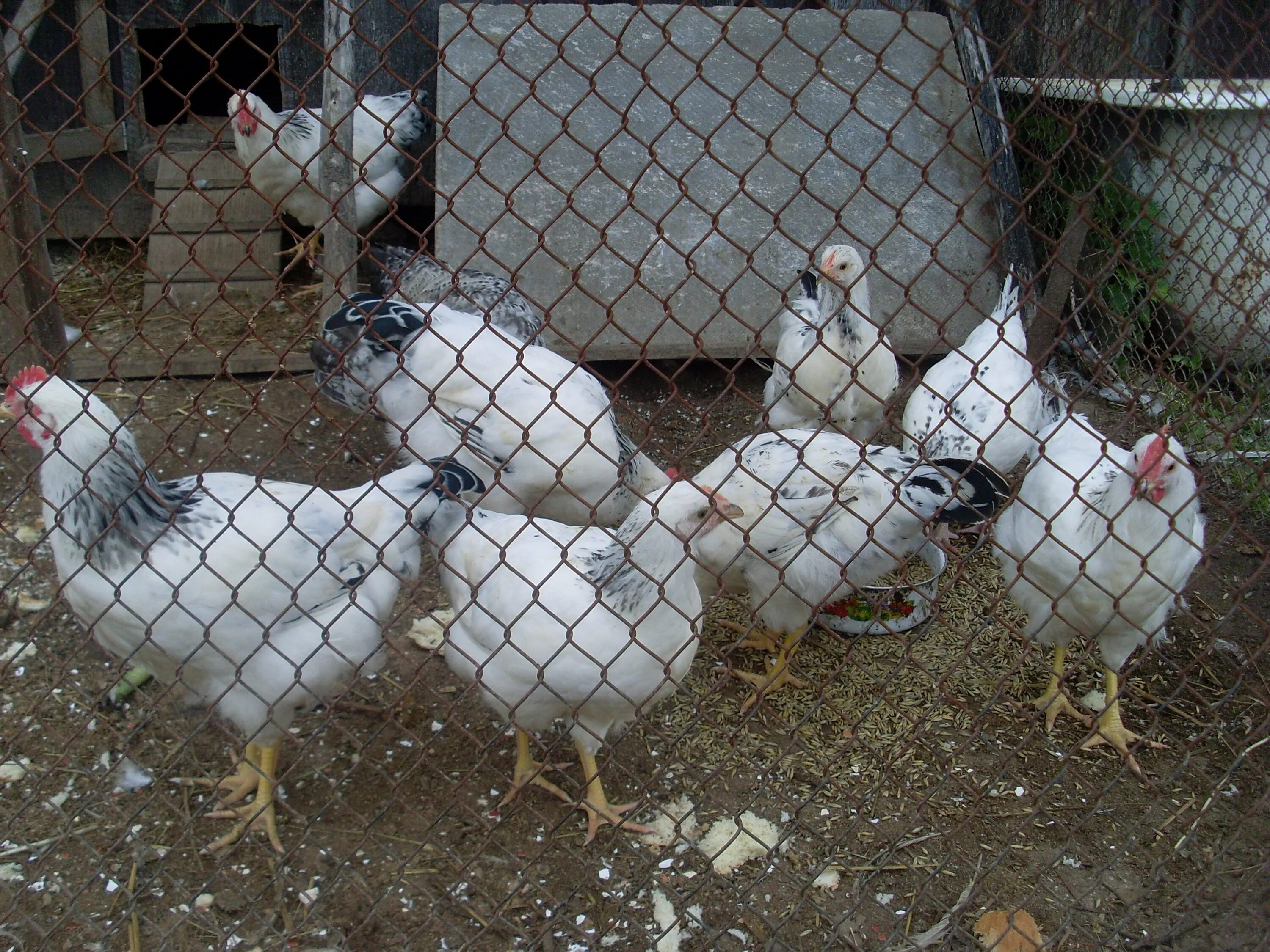 Доминант Адлерская серебристая. Адлерская серебристая порода кур. Адлерская серебристая порода кур и 104 Доминант. Адлерская серебристая порода цыплята. Цыплята адлерская серебристая