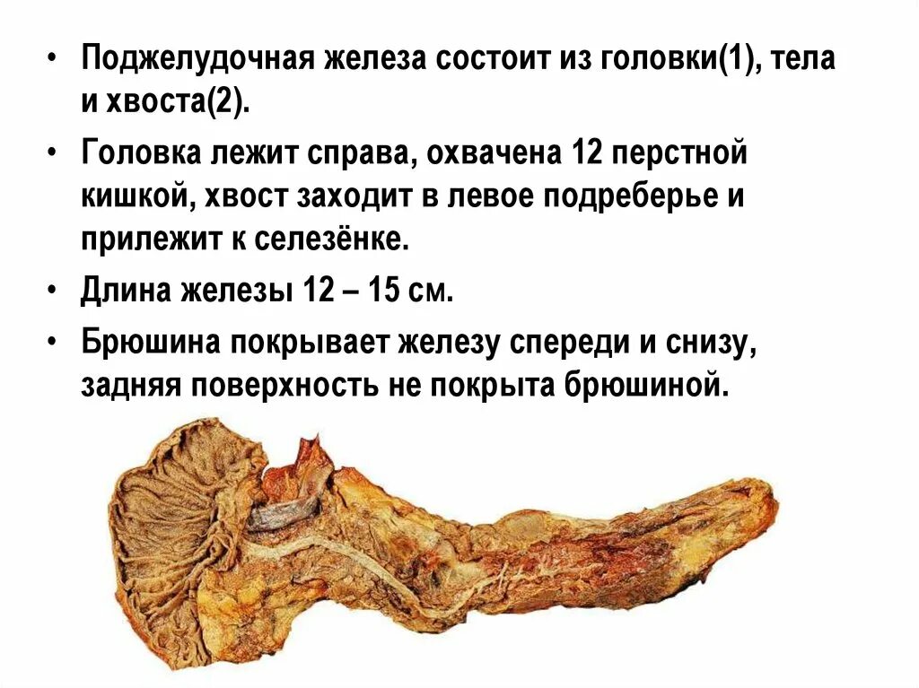 Состоит из головки тела и хвоста. Поджелудочная железа состоит. поджелудочная железа анатомия. поджелудочная железа головку тело хвост различают. слюнная железа и поджелудочная сравнение.