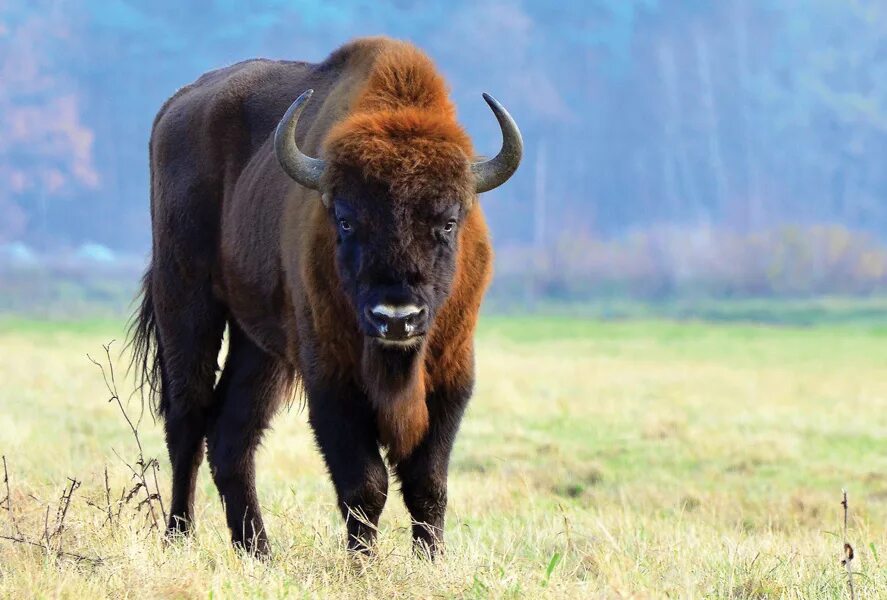 Зубр картинка. Bison bonasus. European Bison Bison bonasus. ЗУБР травоядный. Белорусский Бизон.