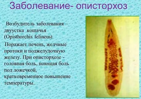 Возбудитель паразит
