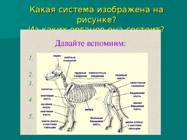 Органы животных 6 класс