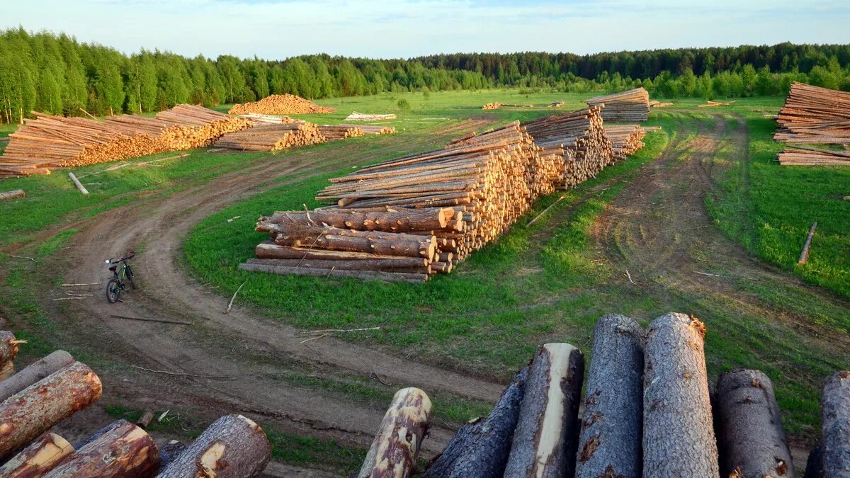 вырубка делянки. вырубка делянки. рубка деревьев. делянка в лесу. лесная деляна.