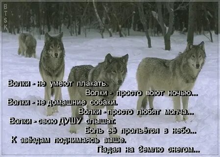 Волки в гости пришли