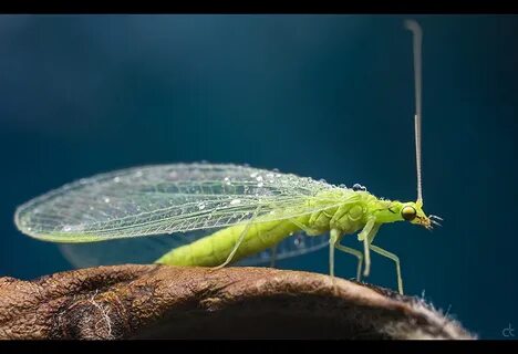 Green Lacewings Series -Part 2- -- Macro in photography-on-t