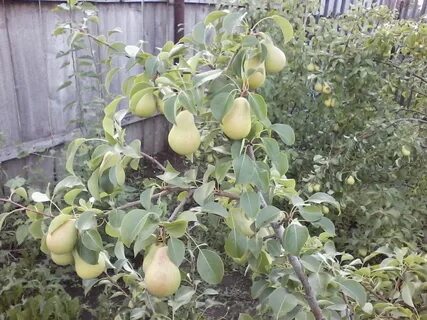 Груша чижовская зимостойкость
