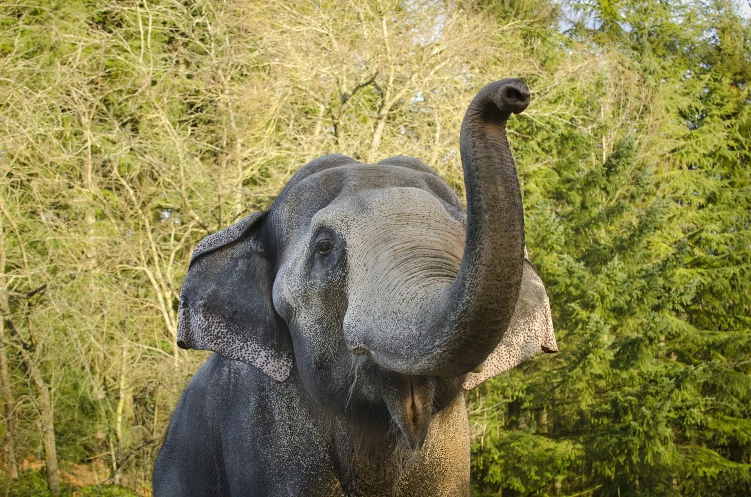 Old elephant. Слон Борнео. Довольный слон. Довольный Слоненок. Слон улыбается.