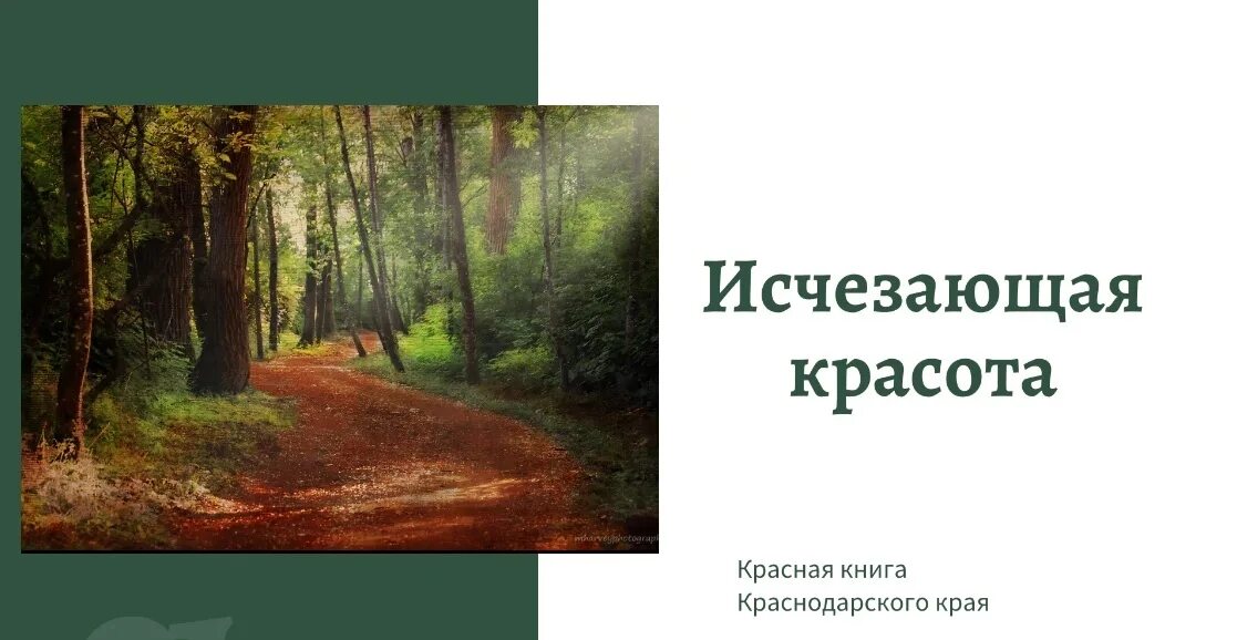 Что будет если исчезнут книги. Исчезающая красота. Исчезющиеся красота. Исчезающая красота по страницам красной книги. Исчезающая красота рисунок.