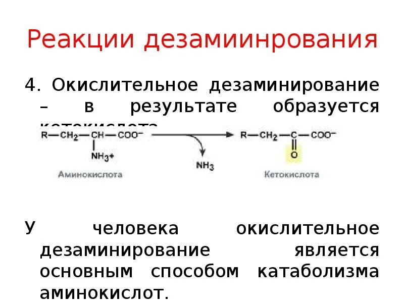 Реакция окислительного дезаминирования аланина. Продукты восстановительного дезаминирования аминокислот. Дезаминирование тирозина реакция. Окислительное дезаминирование дипептида. В результате дезаминирования образуется