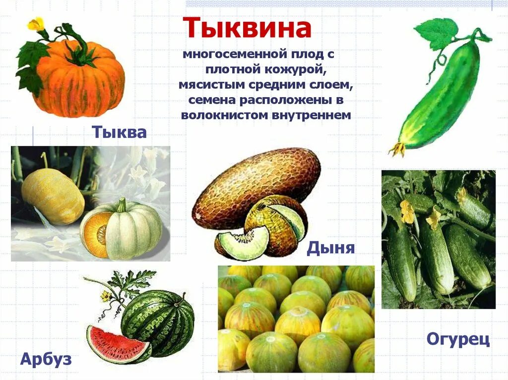 Тыквина это ягода. Тыквина характеристика плода. плод тыквина биология. строение плода тыквина. тыквина односемянный плод.