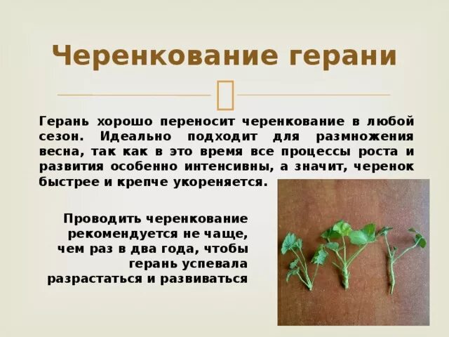 Укоренить черенки герани весной. Вегетативное размножение герани. Вегетативное размножение комнатных растений герань. Вегетативному размножению пеларгонии. Размножение герани стеблевыми черенками.