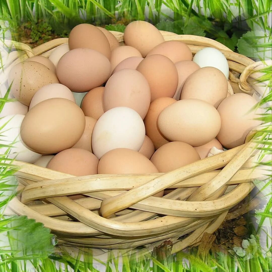 красные куриные яйца. яйцо фаберже курочка кельха. яйцо фаберже 1885. муляж куриного яйца. куры яйцо спб.