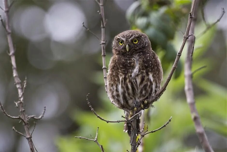 Glaucidium mooreorum. Воробьиный Сыч среда обитания. Кактусовый Сыч. Сыч внешность.