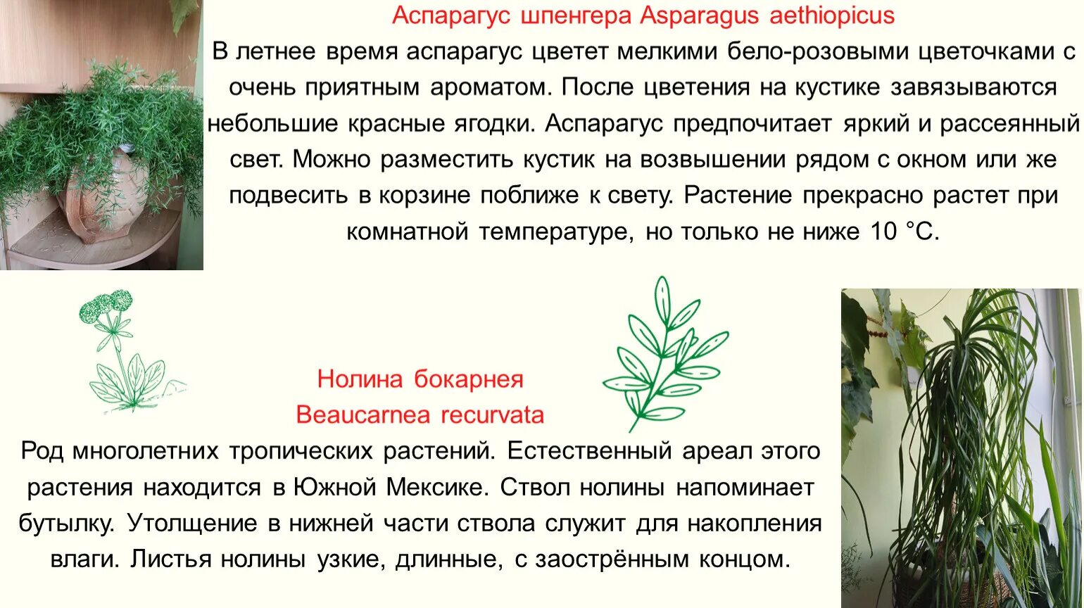 Характеристика растения аспарагус. Родина домашнего цветка аспарагус. Опишите особенности растений каланхоэ и аспарагуса