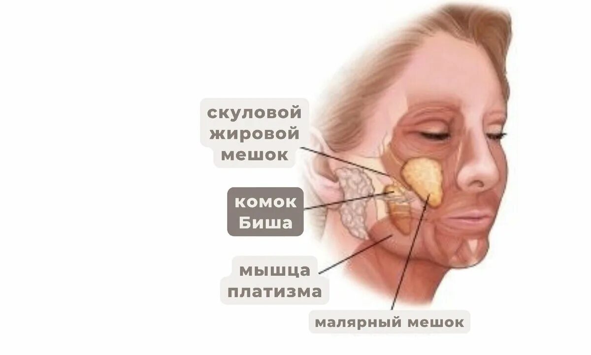 Зачем комки биша. Жировой комок Биша анатомия. Жировое тело щеки Биша анатомия.