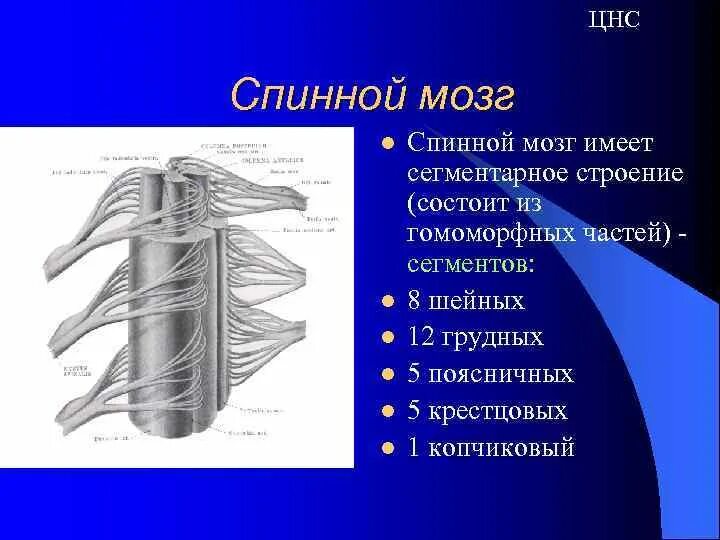 Центральный отдел нервной системы спинной мозг. Центральная система спинной мозг. Центральная нервная система спинной мозг. ЦНС спинной мозг строение. Нервная система спинной мозг структура.