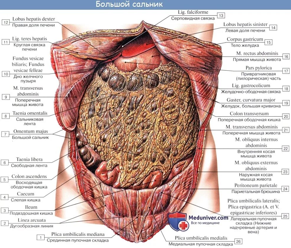 Какие органы в брюшной полости человека. Сальник брюшной полости анатомия. Малый и большой сальники брюшины. Большой и малый сальник анатомия. Сальники брюшины анатомия.
