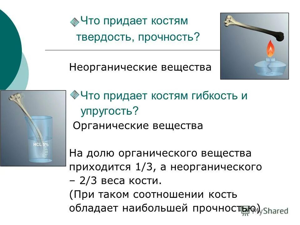 вещества костей. органические вещества костной ткани. твёрдость упругость костей. какие вещества придают костям эластичность. характеристика костной ткани.
