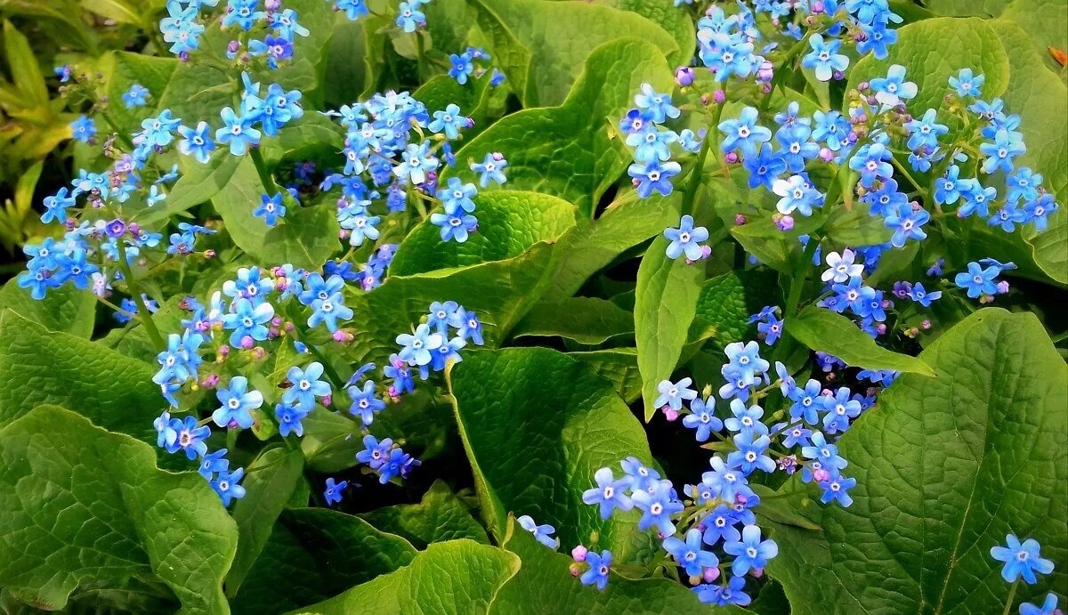 Омфалодес весенний (Пупочник) (omphalodes Verna). Пупочник Каппадокийский. Пупочник весенний. Пупочник весенний omphalodes.