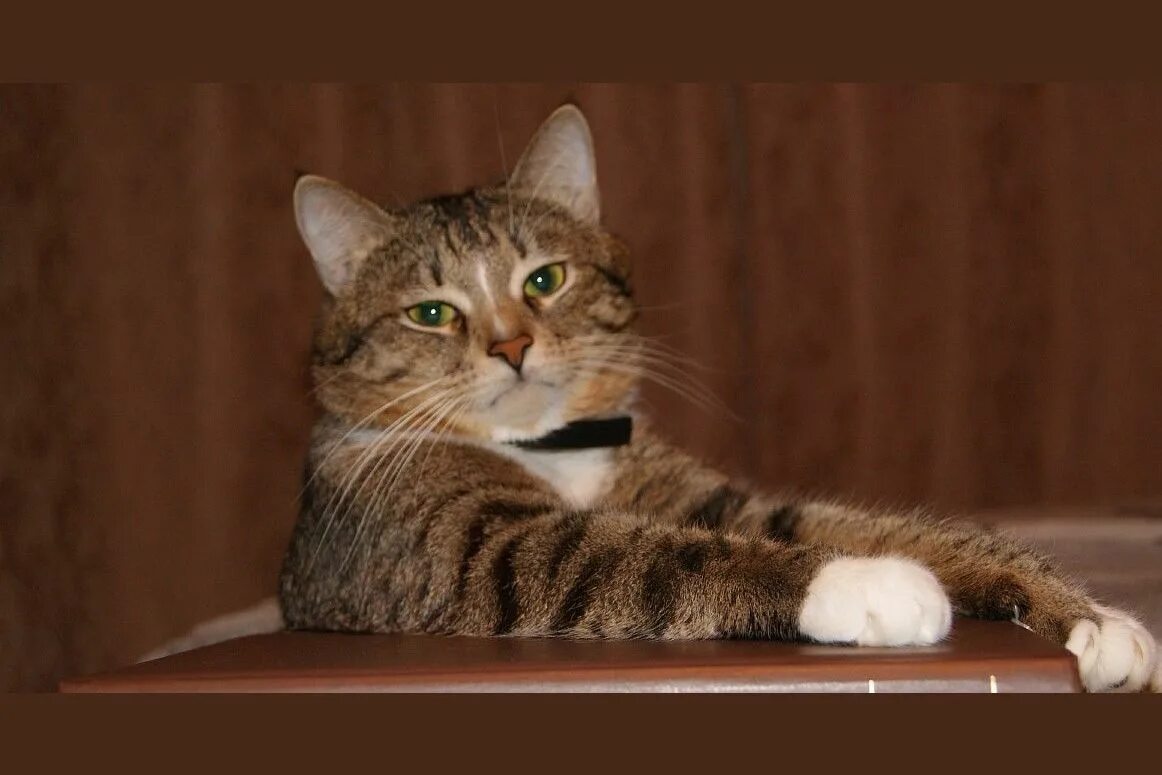 Коты. Европейский лесной кот камышовый. Кот дремл т. Удовлетворенный котик. Кошачья консоль.