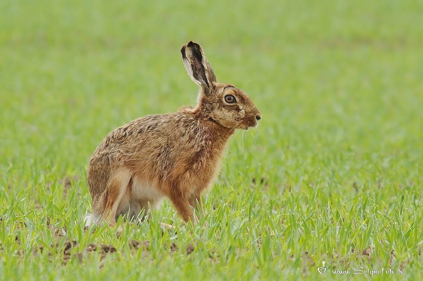 Заяц Русак заяц Русак. Крымский заяц Русак. Заяц-Русак (лат. Lepus europaeus). Lepus europaeus (Pallas, 1778) - заяц-Русак. Тело зайца русака