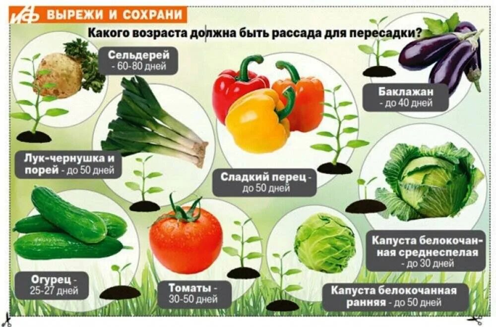 Капуста после помидор. Когда садить овощи. Семена овощей на грядках. Посев овощей на рассаду. Шпаргалка для огородника.