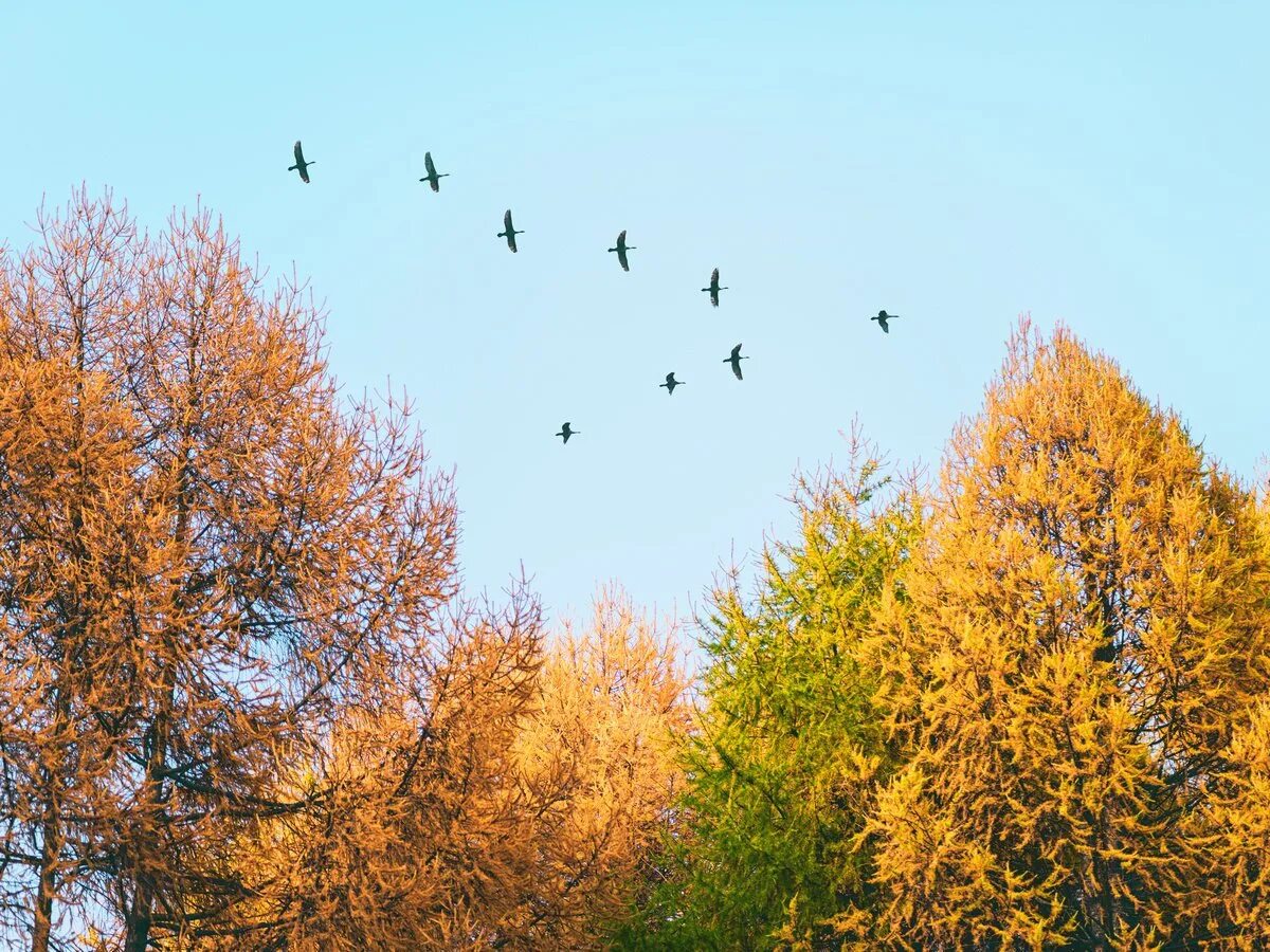 Теплые края. Осенний Клин перелетных птиц. Осень журавлиный Клин. Перелетные птицы улетают на Юг. Перелетные птицы улетают в теплые края.