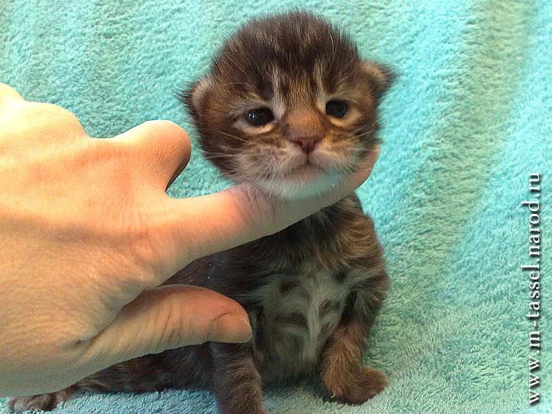 Tiny newborn kitten. Day 1. Crying - YouTube