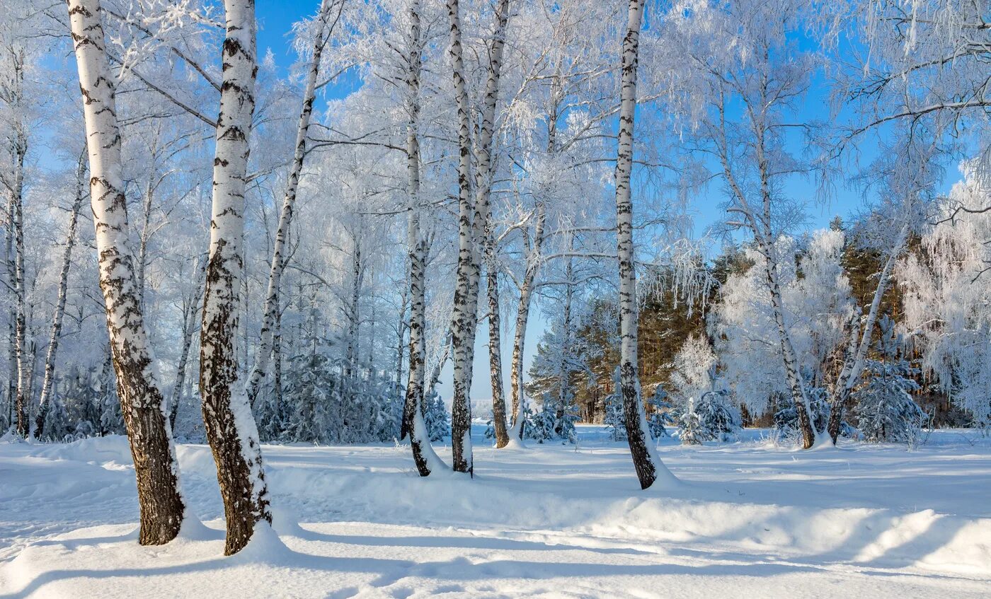 Зимняя природа. Зима в лесу. Березовая роща зимой. Зимой в лесу. Красивая природа февраль