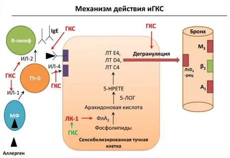 Действие гкс