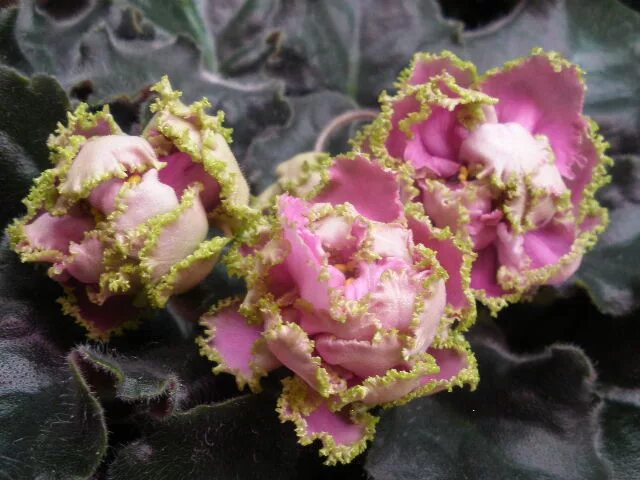 фиалка сестра королевы