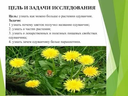 Систематическая группа растений одуванчик