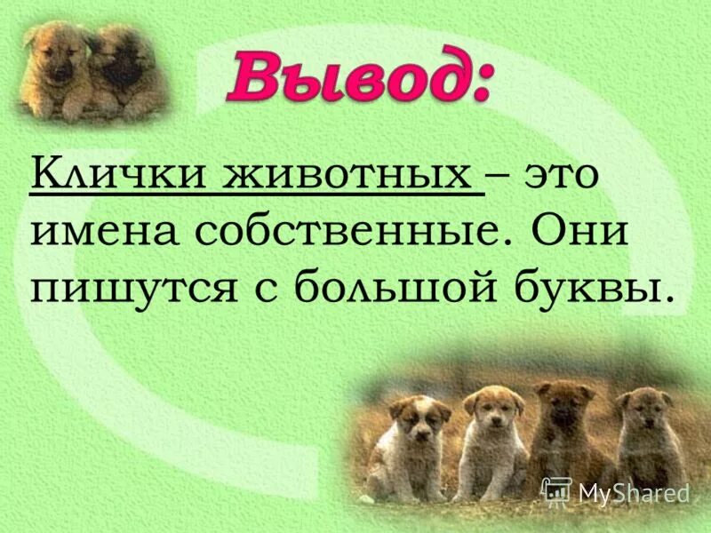 Имена пишутся с большой буквы правило. Имена людей клички животных пишутся с большой буквы. Клички животных пишутся с большой. Имена пишутся с большой буквы. Животные пишутся с большой буквы.
