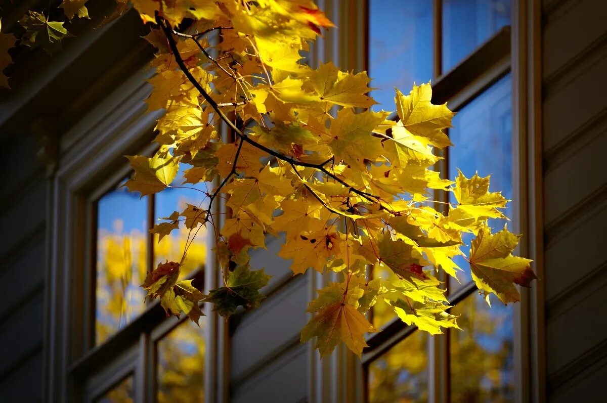Песня старый клен стучит. Развесистый клен. Старый клен старый клен стучит в окно. Окно осень. Осенние листья на окна.
