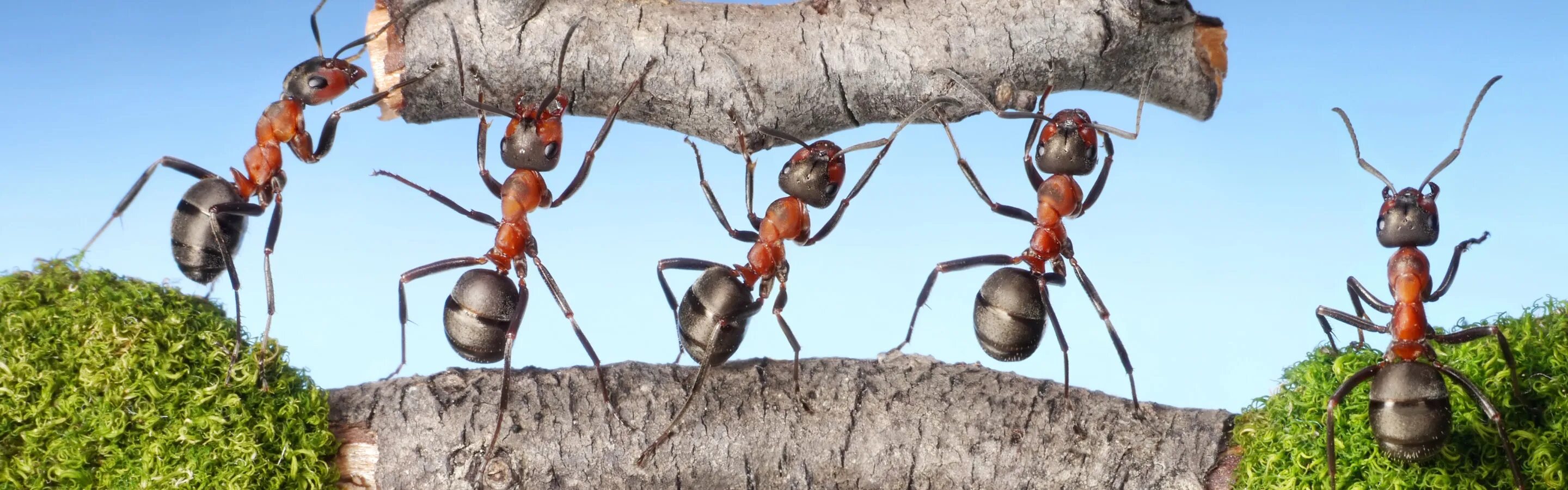 Гигантский муравей древоточец. Красногрудый муравей-древоточец. Муравьи трудятся. Трудолюбивый муравей. Несмотря на муравьиную склонность объединять свои
