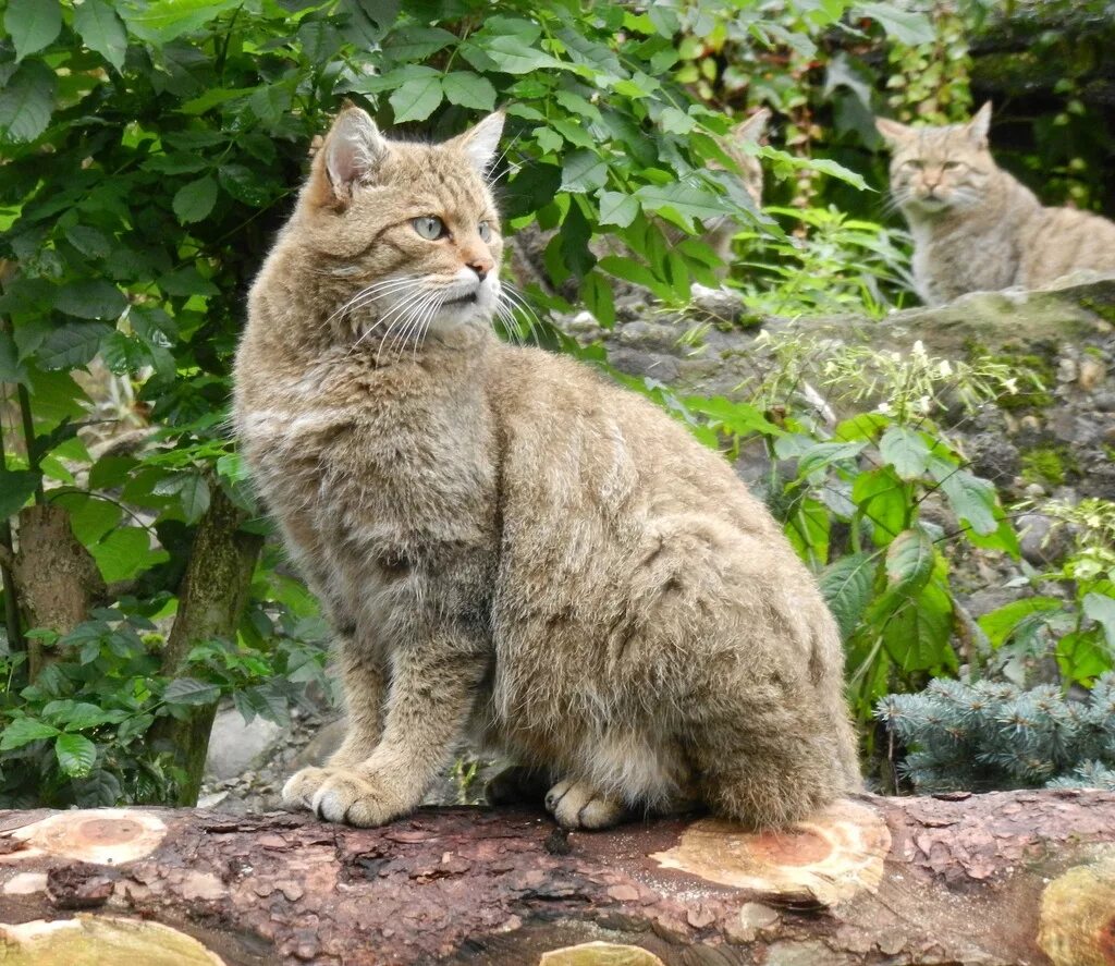 Европейский дикий Лесной кот. Лесная кошка (Felis Silvestris). Европейский Лесной кот камышовый. Кавказская Лесная кошка Felis Silvestris Caucasica. Лучшая кошка россии