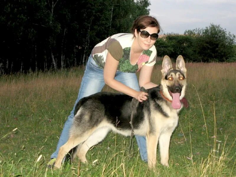 Восточно европейская овчарка 7 месяцев фото Lost dog puppy BEO age 6 months. Please see .89026413905 2022 В Лобано