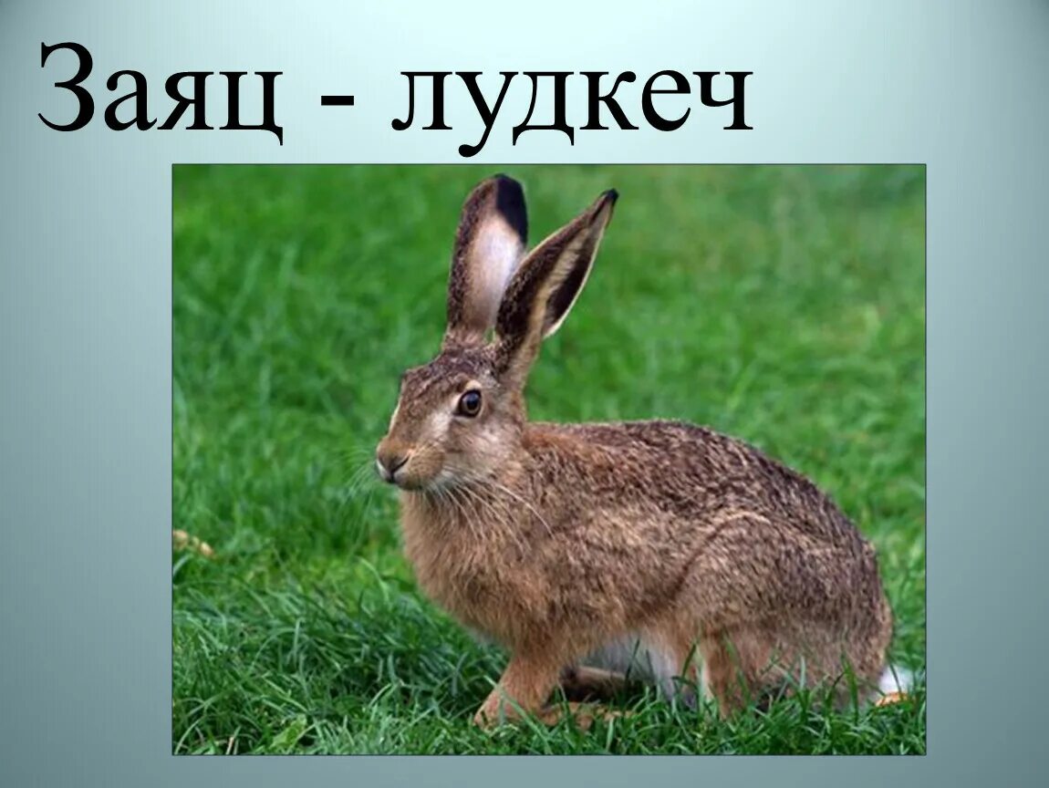 Заяц какое число. Заяц из энциклопедии литературное чтение 2 класс.