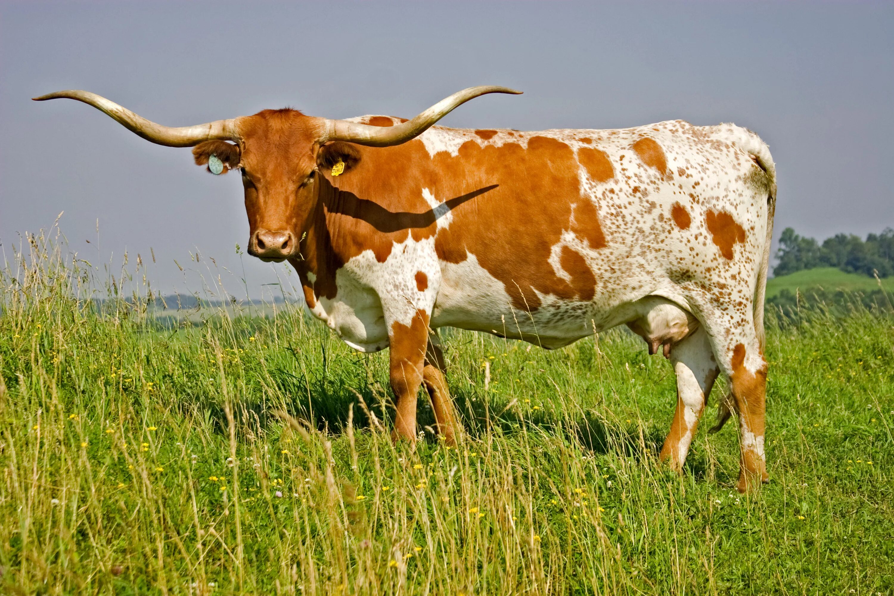 Какая есть корова. Техасский бык лонгхорн. Техасская корова лонгхорн. Породы Техасский лонгхорн. Лонгхорн порода коров.