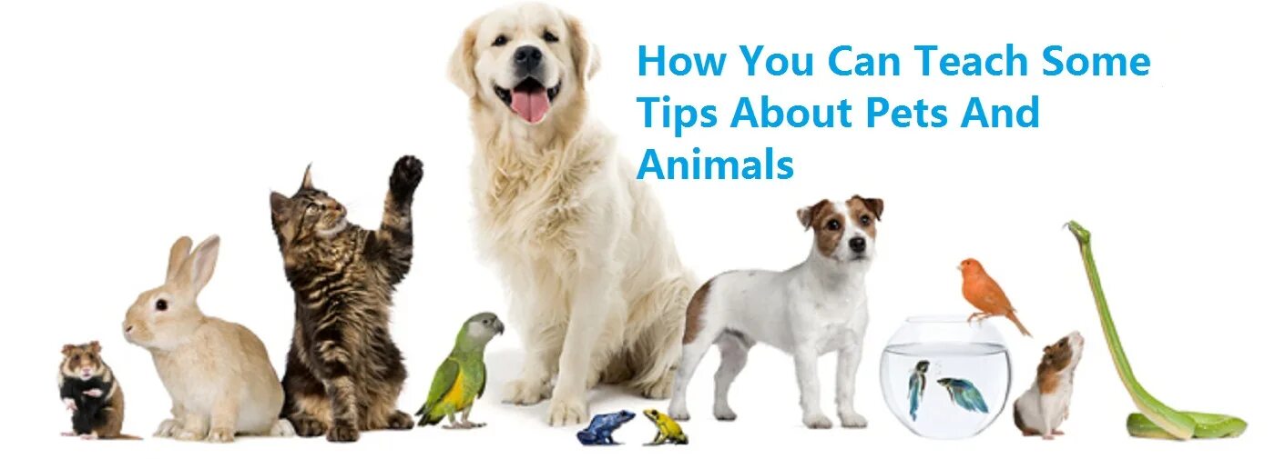Do you have pet animals. Pets background. pet group. start pets. what pets do you have.