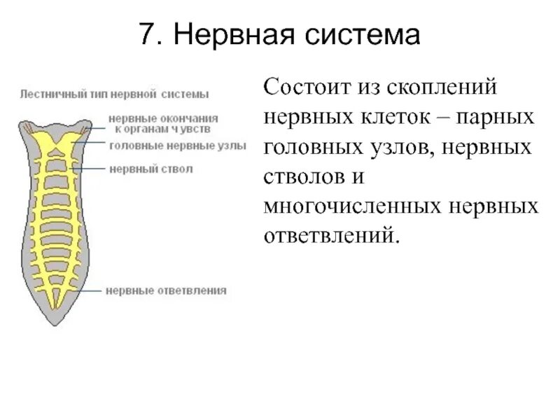 Лестничные черви. Лестничная нервная система планарии. Нервная система лестничного типа у червей. Нервная система система планарии. Типы нервных систем у червей.