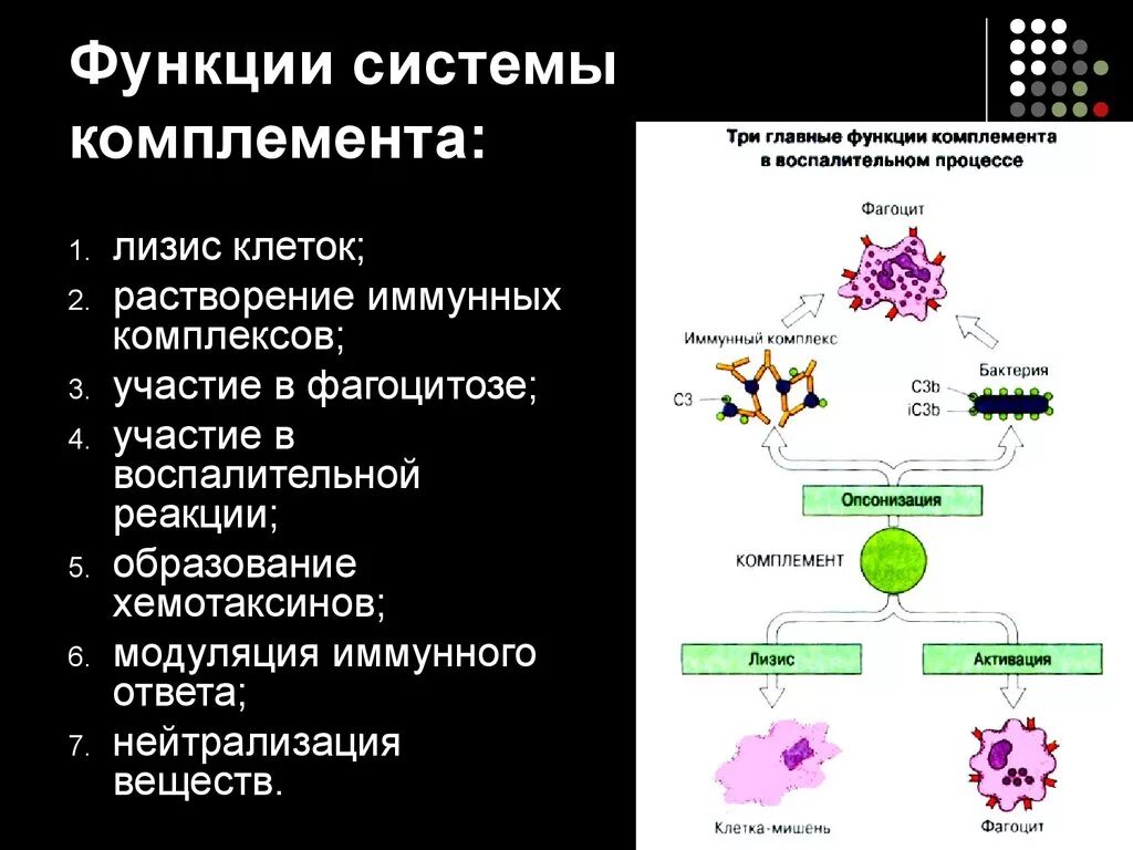 Комплекс комплемента. Функции системы комплемента иммунология. Основные функции комплемента иммунология. Система комплемента иммунология характеристика. Функция системы комплемента при воспалении.