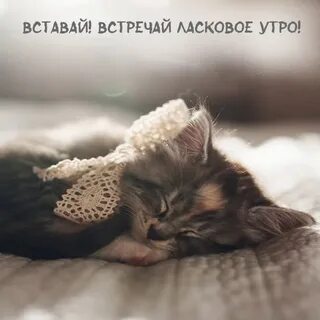Доброе утро нежные животные