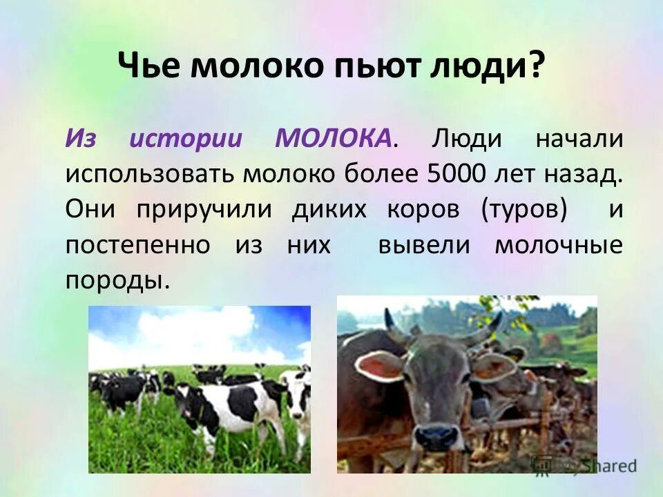 Молоко чье слово. Картинка к слову молоко. Что с коровой словарное. Лексическое значение слова молоко. Лексическое значение слова свежее молоко.