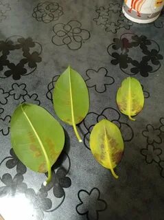 Из листьев фикуса