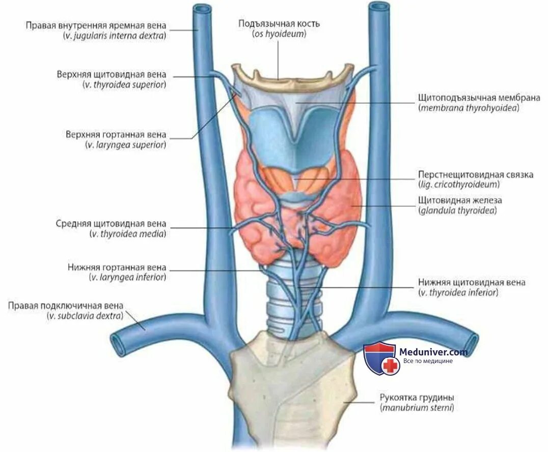 Гортань кровоснабжение и венозный отток. Верхняя щитовидная артерия анатомия. Кровоснабжение гортани. Гортань топография строение кровоснабжение иннервация. Артерии щитовидной железы