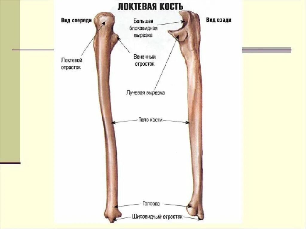Анатомия локтевой кости кости. Локтевая и лучевая кость анатомия человека. Кости предплечья лучевая кость. Локтевая кость строение строение.