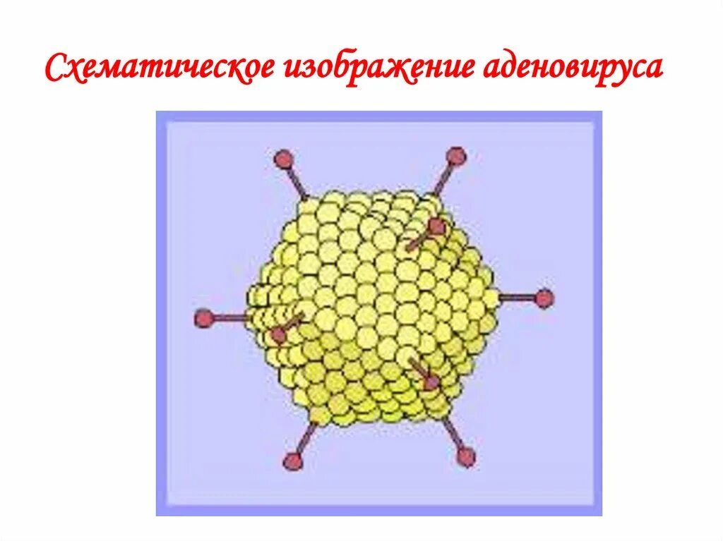 Аденовирус гриппа. Структура вириона аденовируса. Аденовирус строение вириона. Схема строения аденовируса. Вирус аденовирус рисунок.