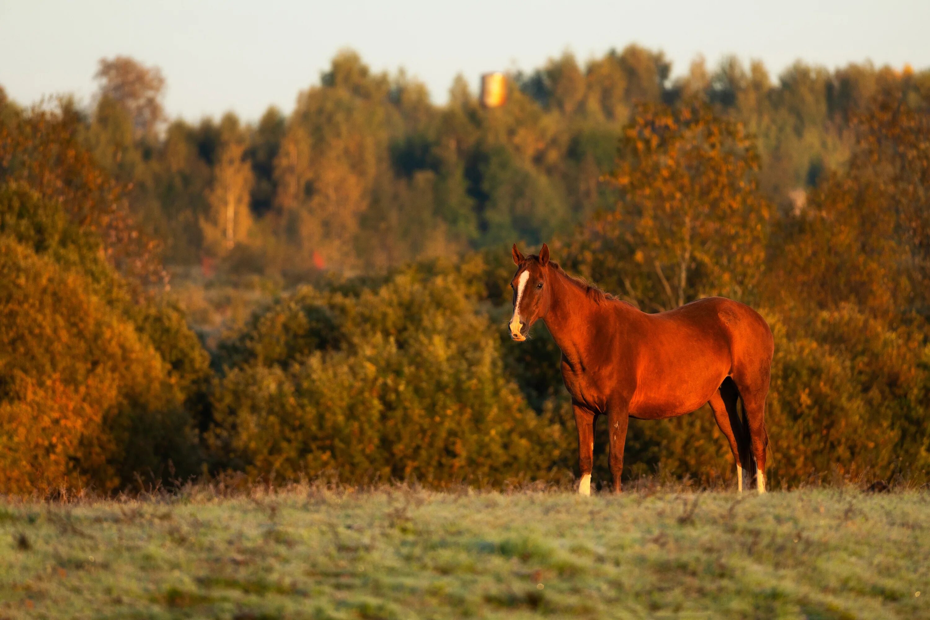 Лошади на природе. Лошадь на цветущем лугу. Лошадь в поле. Природа и животные. Лошадь в цветах.