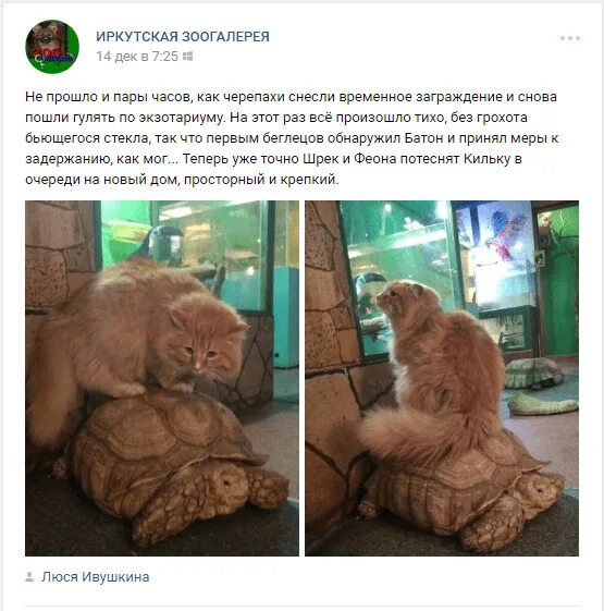 Однажды в московском зоопарке разбилось стекло. Иркутский зоопарк Зоогалерея.