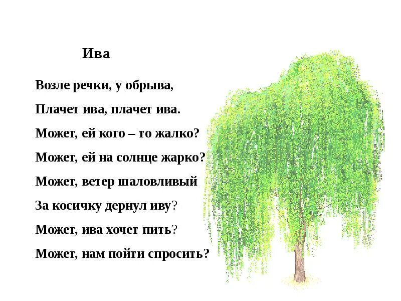 Стихотворение Ива. Стихотворение про иву. Стихи про деревья. Стихотворение про иву для детей. Клен и береза текст